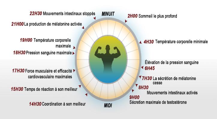 Rythmes Circadiens